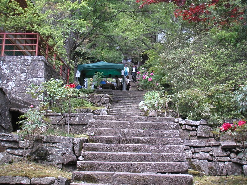 hasedera002
