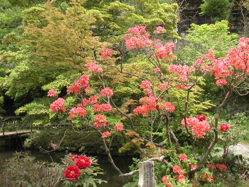 hasedera023