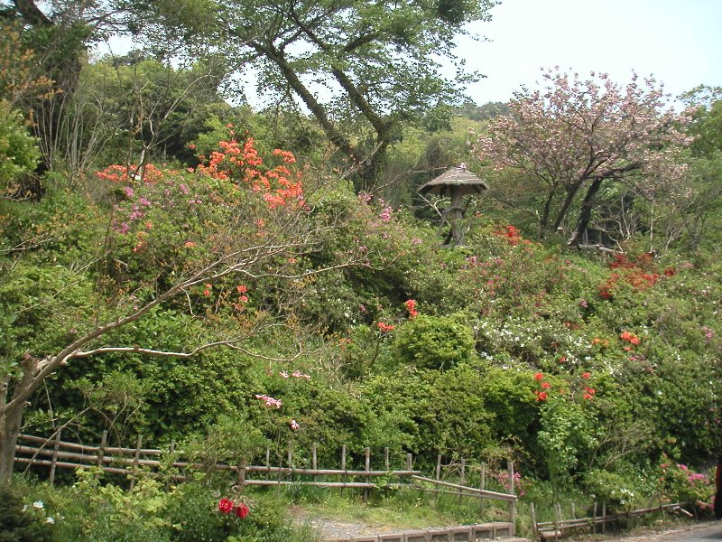 hasedera024