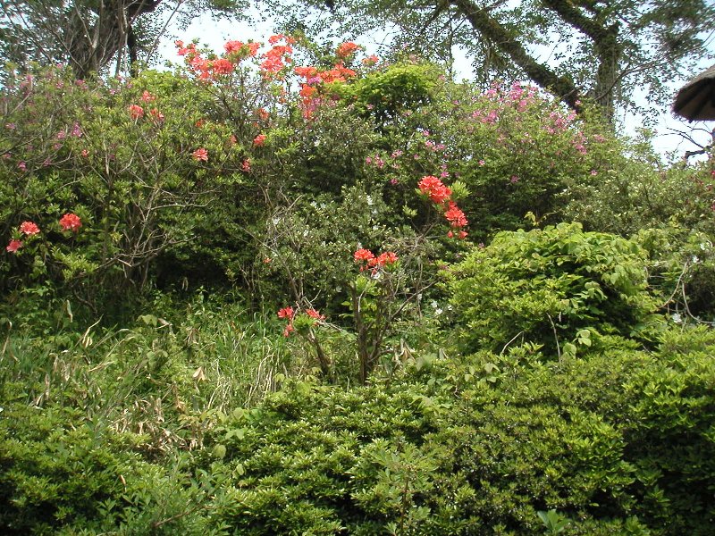 hasedera031