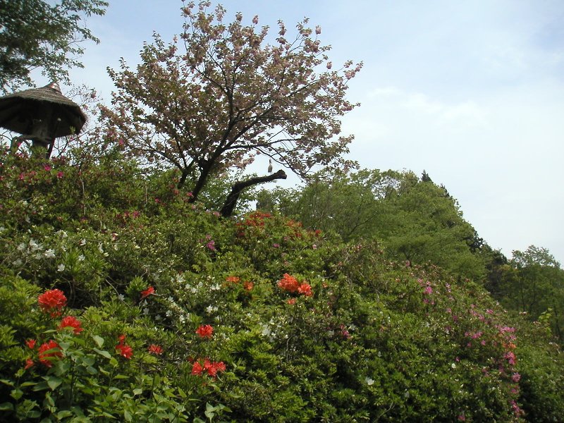 hasedera032