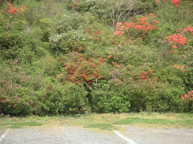 hasedera037