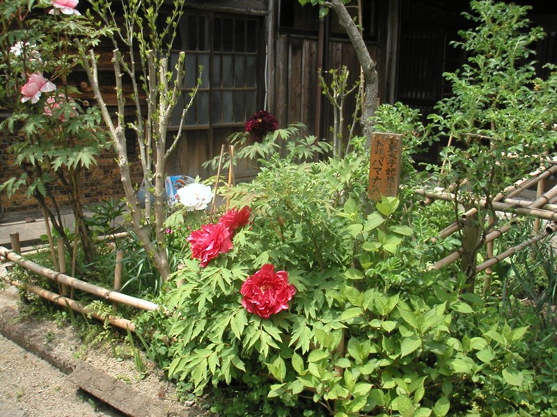 hasedera047
