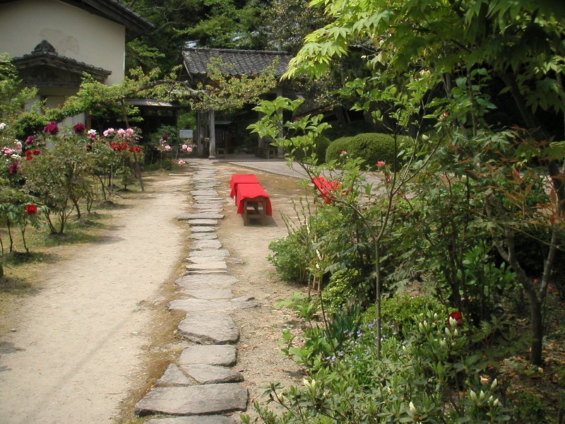 hasedera049