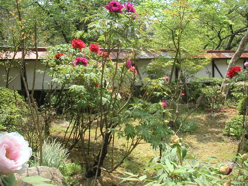 hasedera050