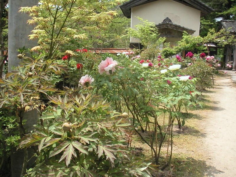 hasedera051