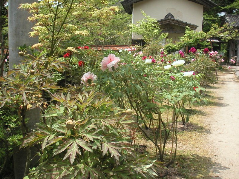 hasedera052