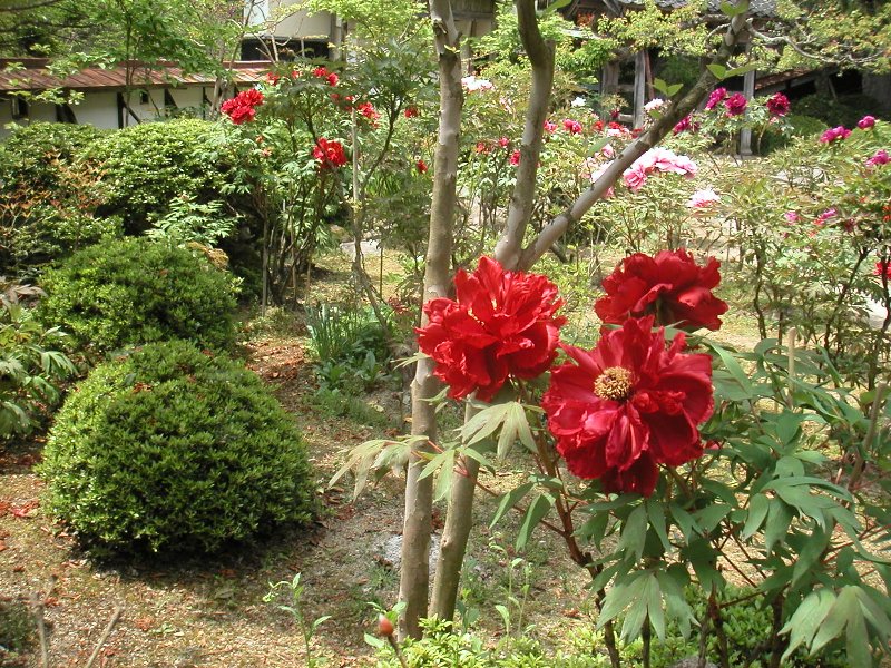 hasedera053