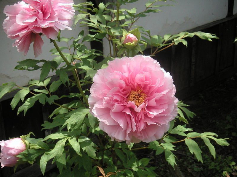 hasedera058