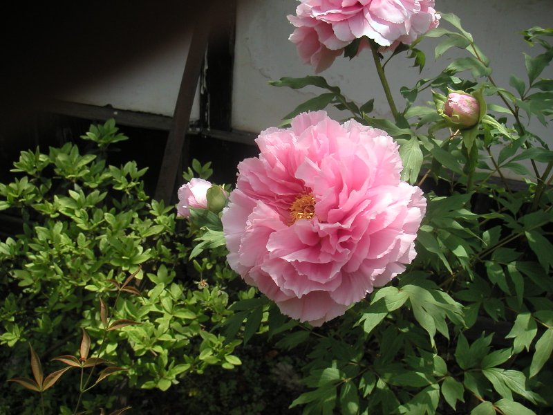hasedera063