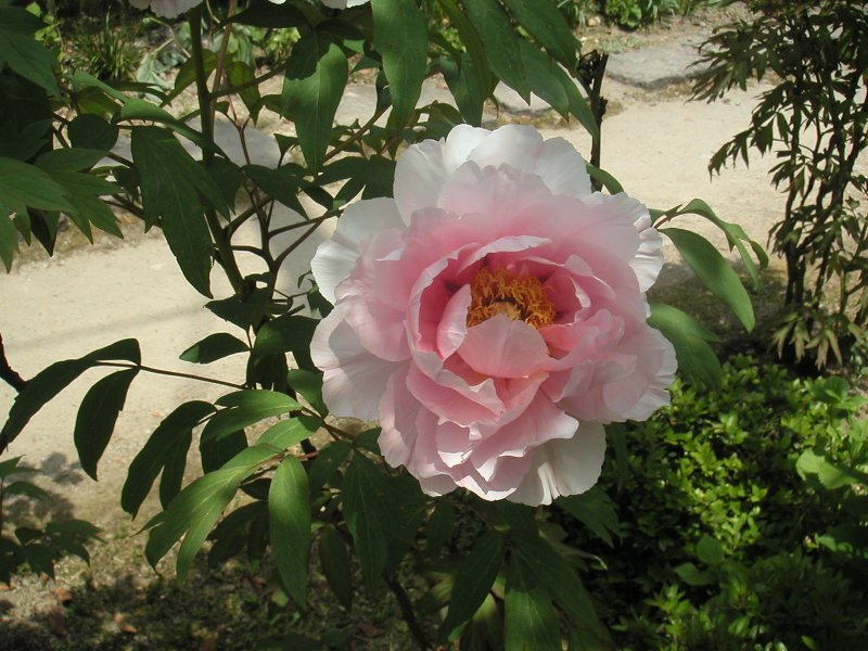 hasedera065