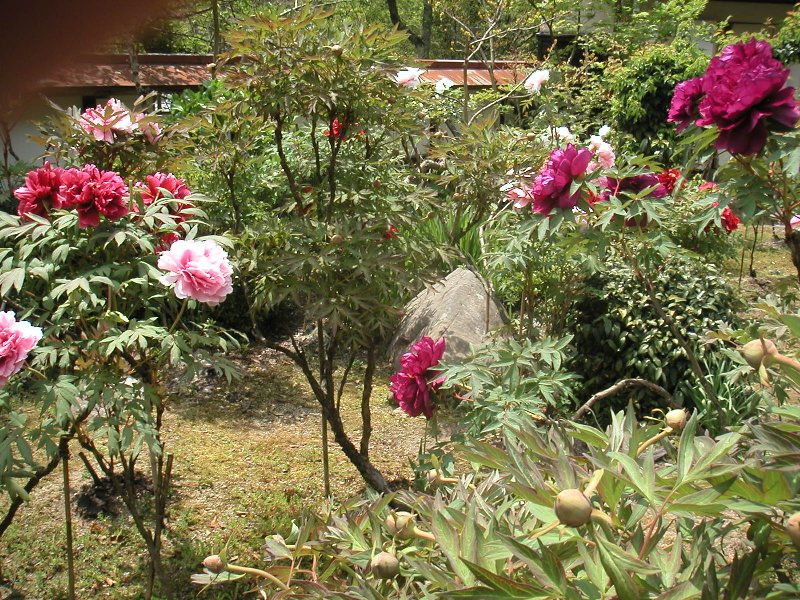 hasedera066