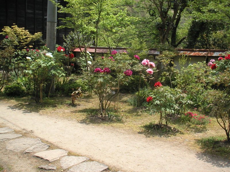 hasedera067