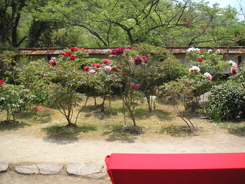 hasedera068