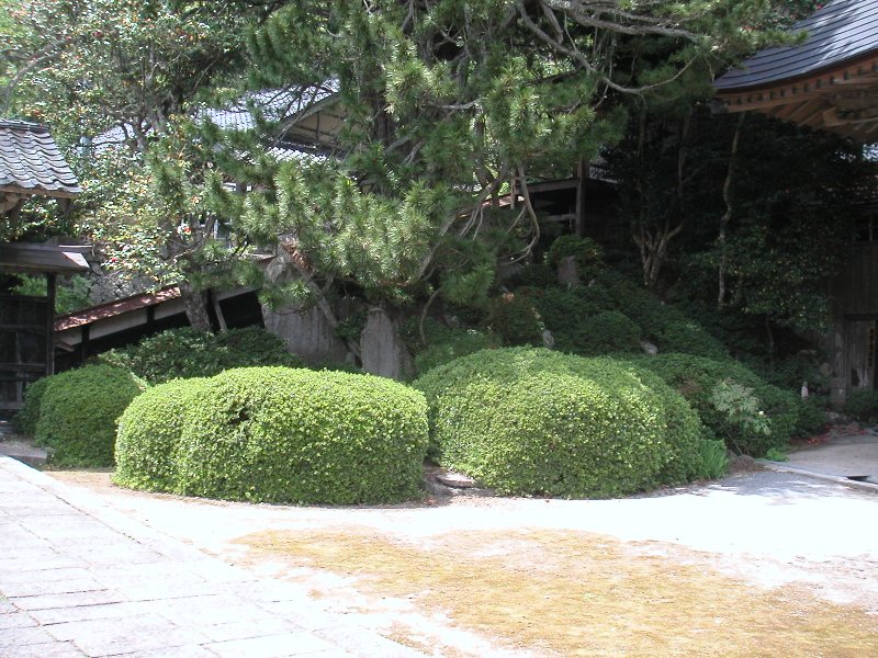 hasedera069