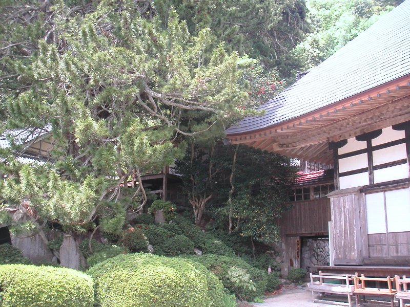 hasedera070