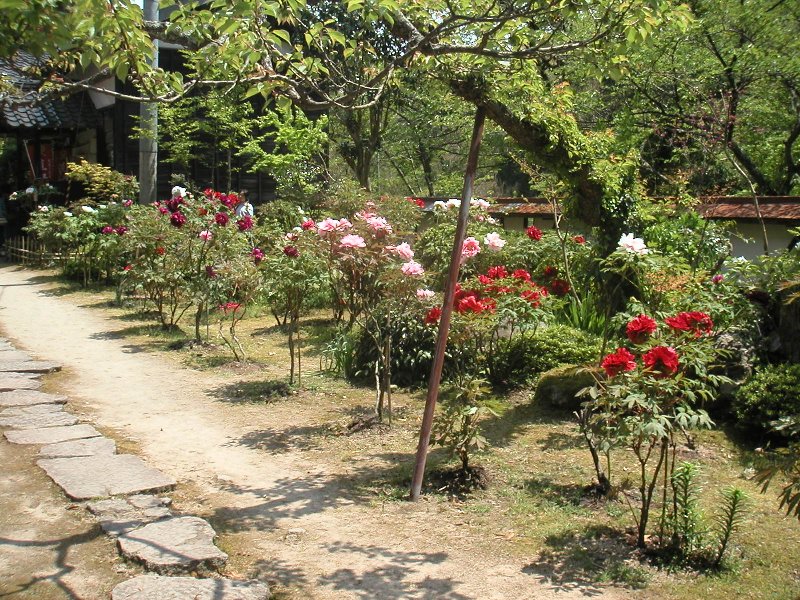 hasedera072
