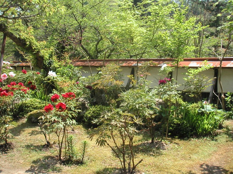 hasedera073