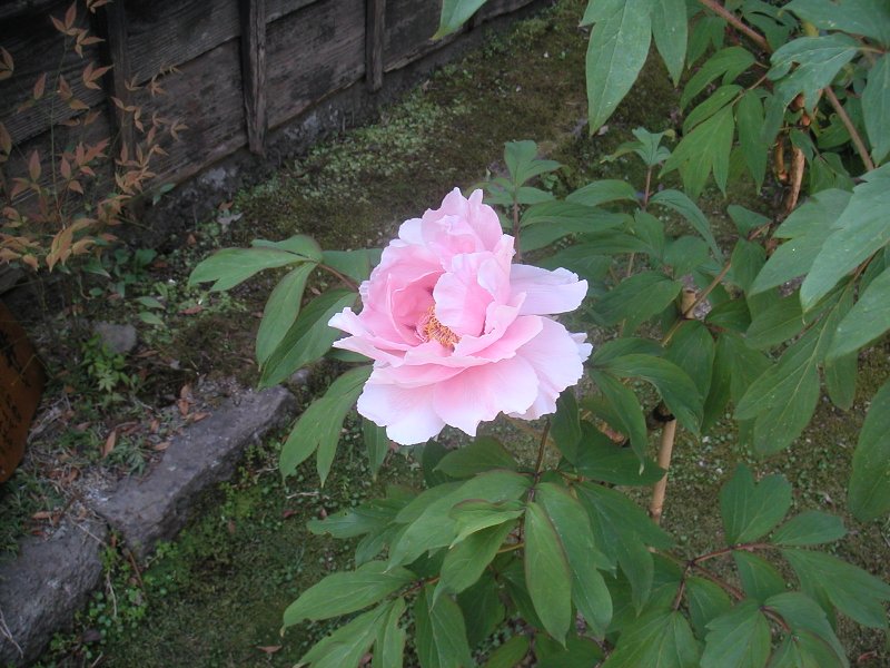 hasedera074
