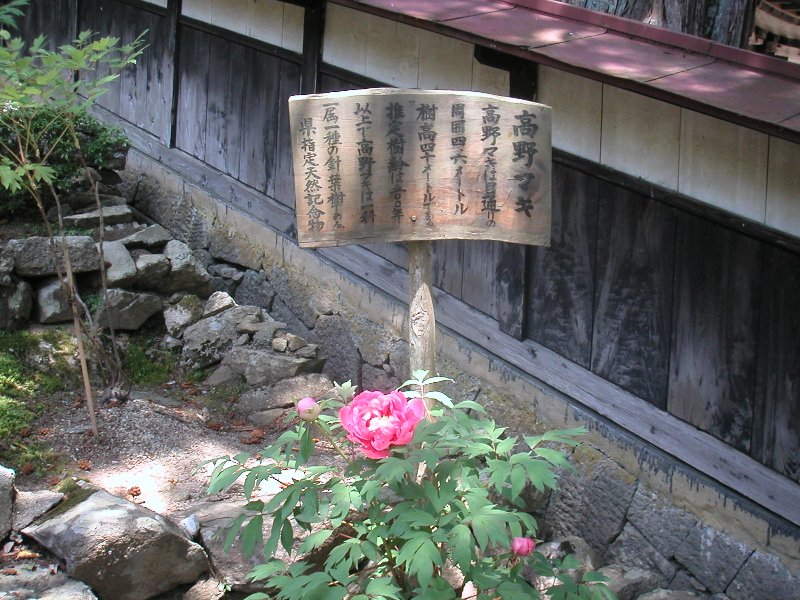 hasedera077