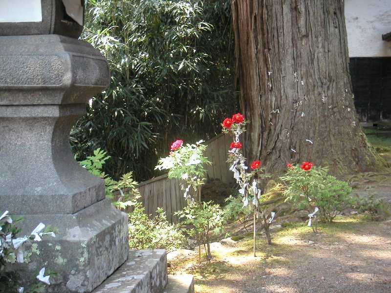 hasedera087