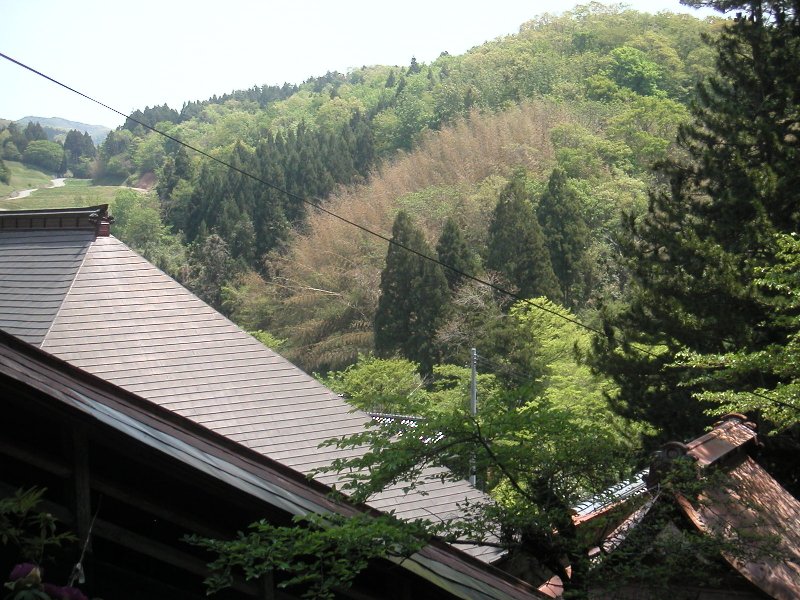hasedera088