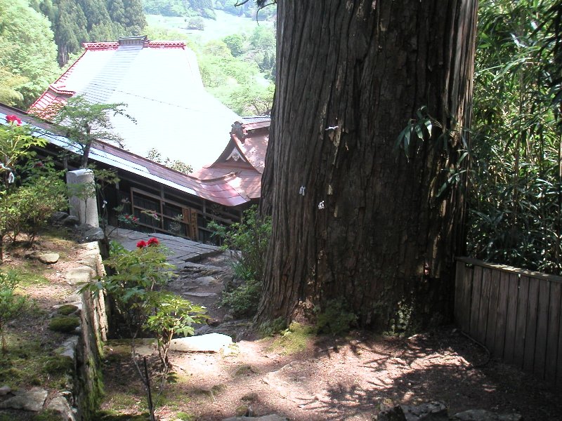 hasedera091