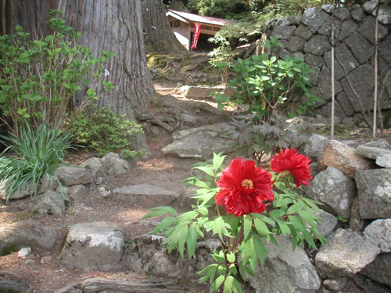 hasedera092