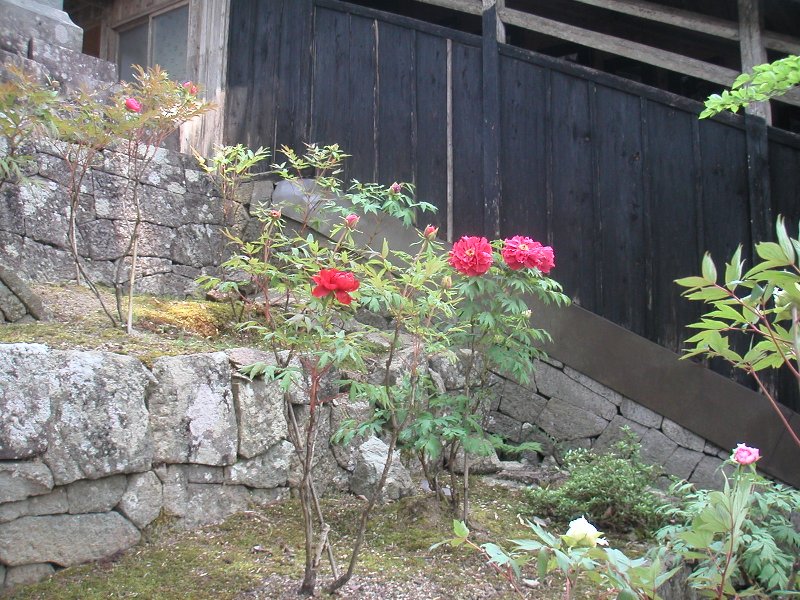 hasedera095