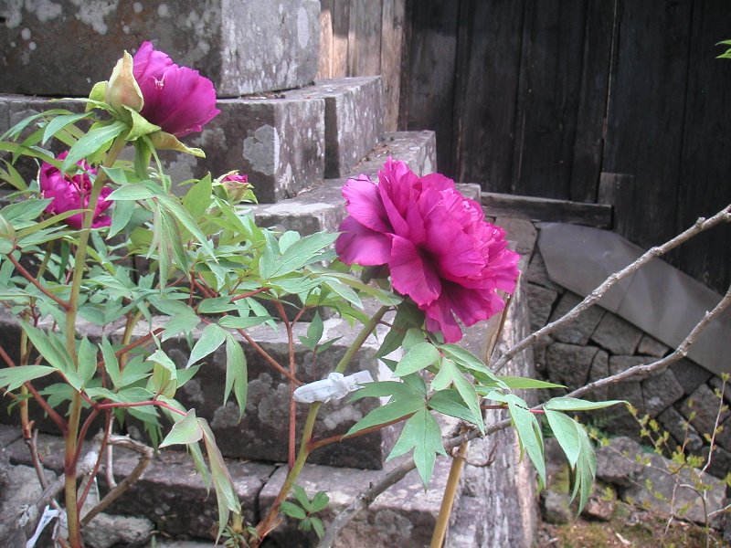 hasedera096