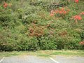 html/hasedera037.html