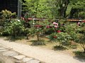 html/hasedera067.html