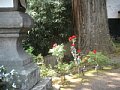html/hasedera087.html